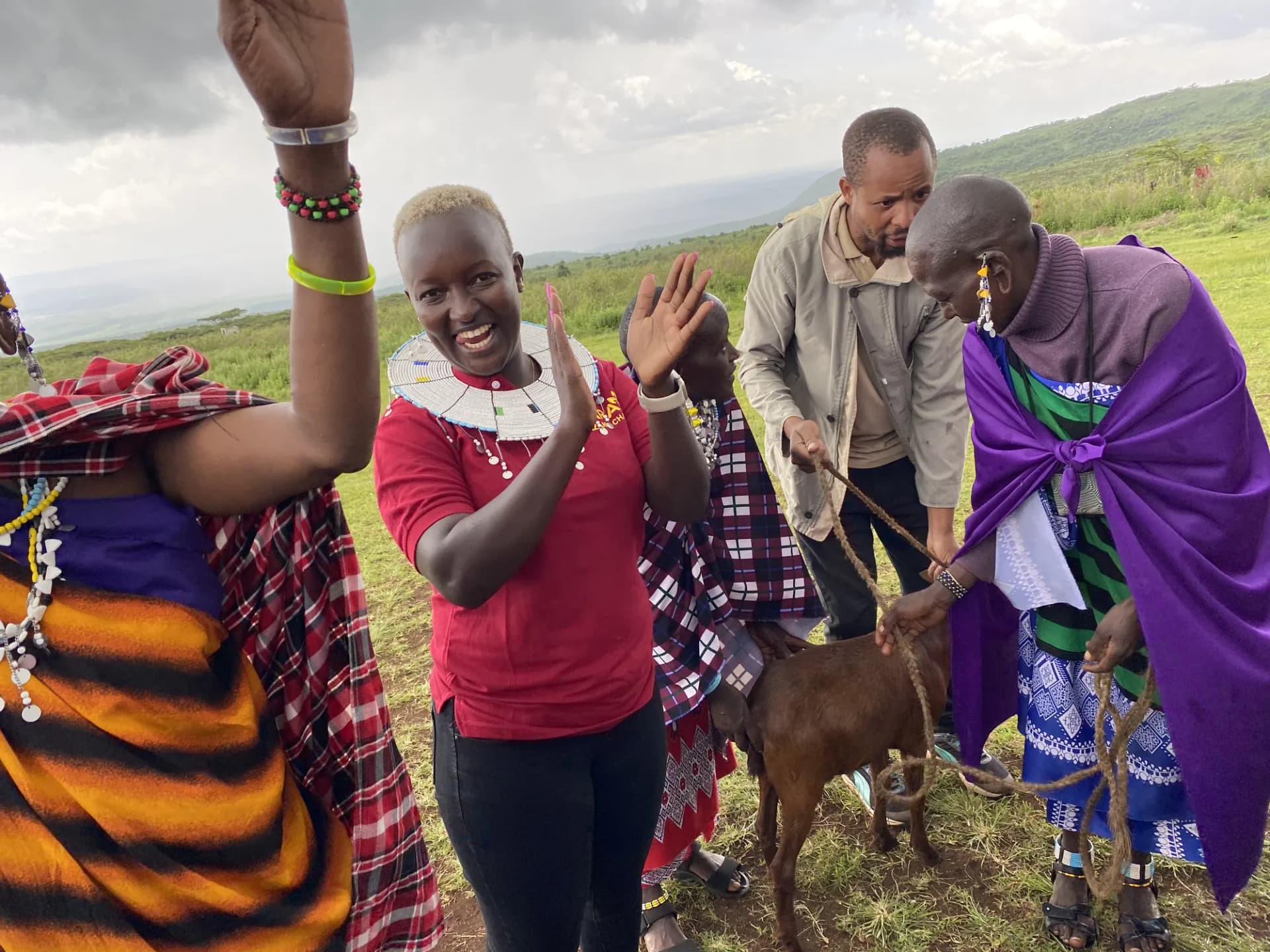 A goat handover in the Ngorongoro highlands — a fieldworker in a charity shirt applauding as the animal is led to the women receiving it.