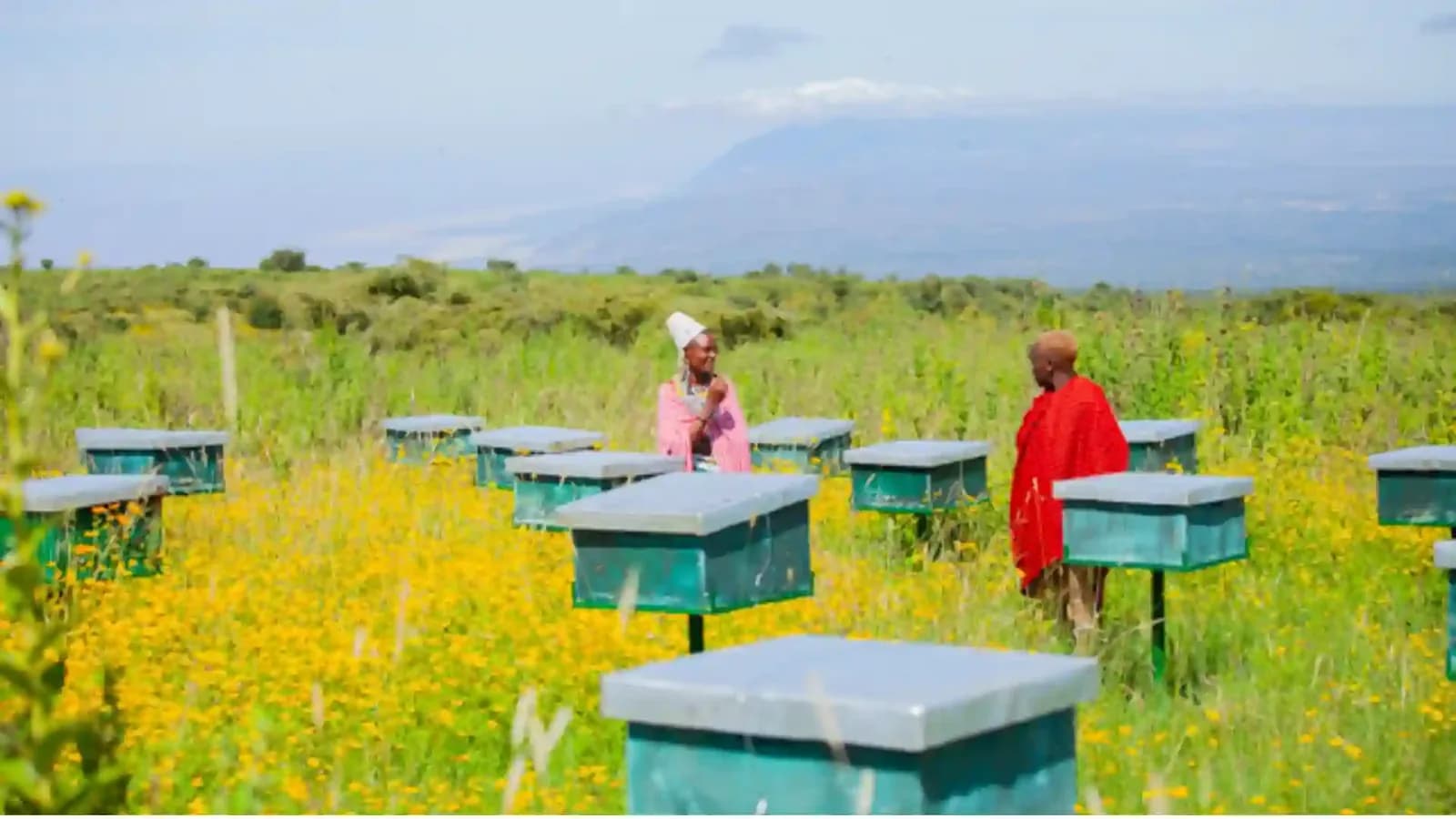 Rows of pale green beehives standing in a meadow of yellow wildflowers near Karatu, with two Maasai beekeepers walking between them.